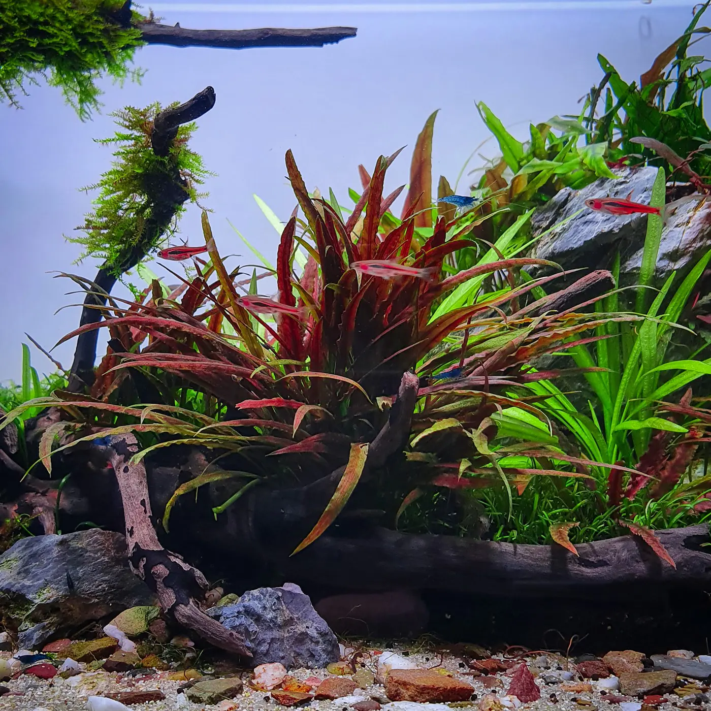 造景 120：绿河造景图片 11