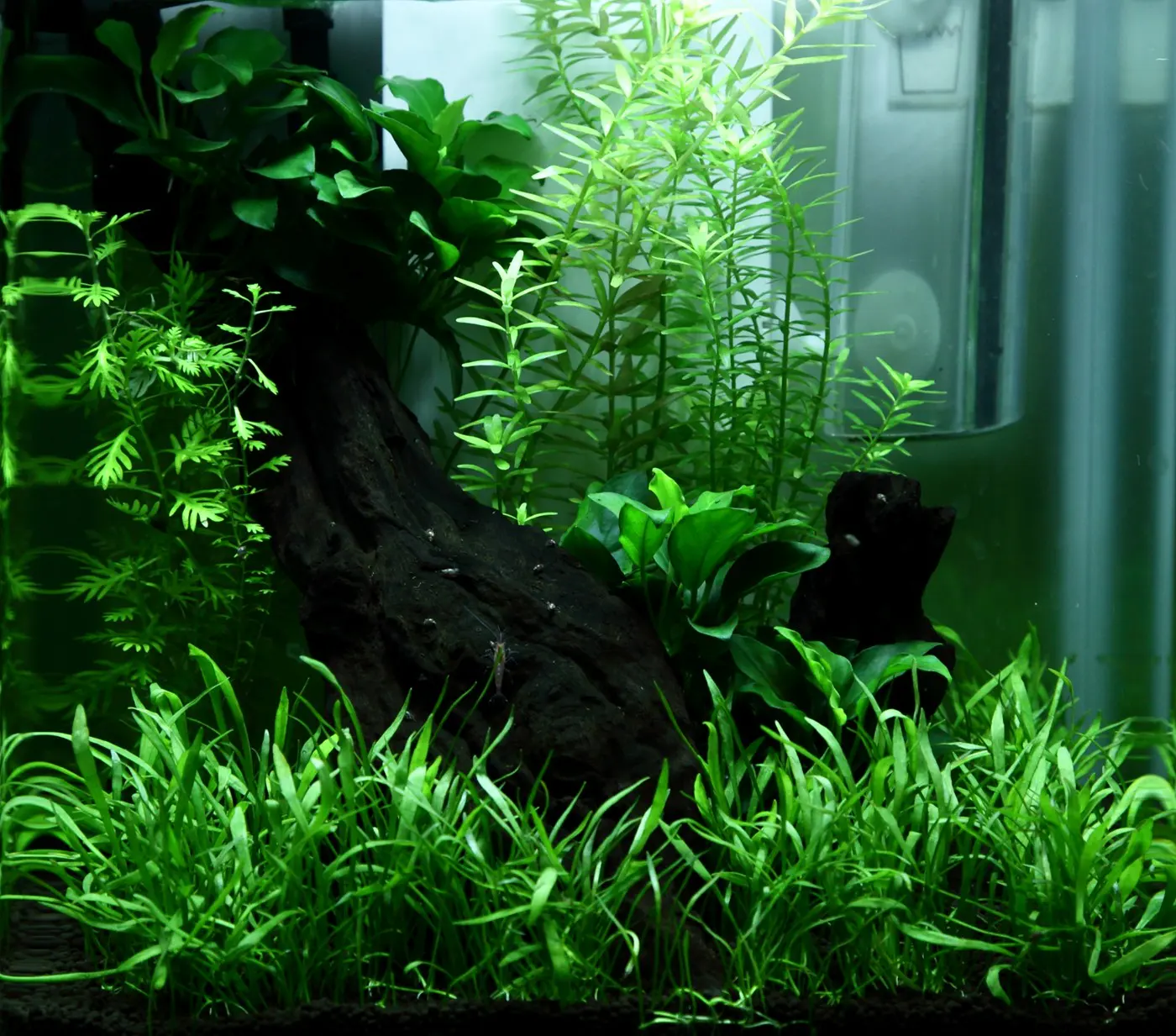 造景 92造景图片 7