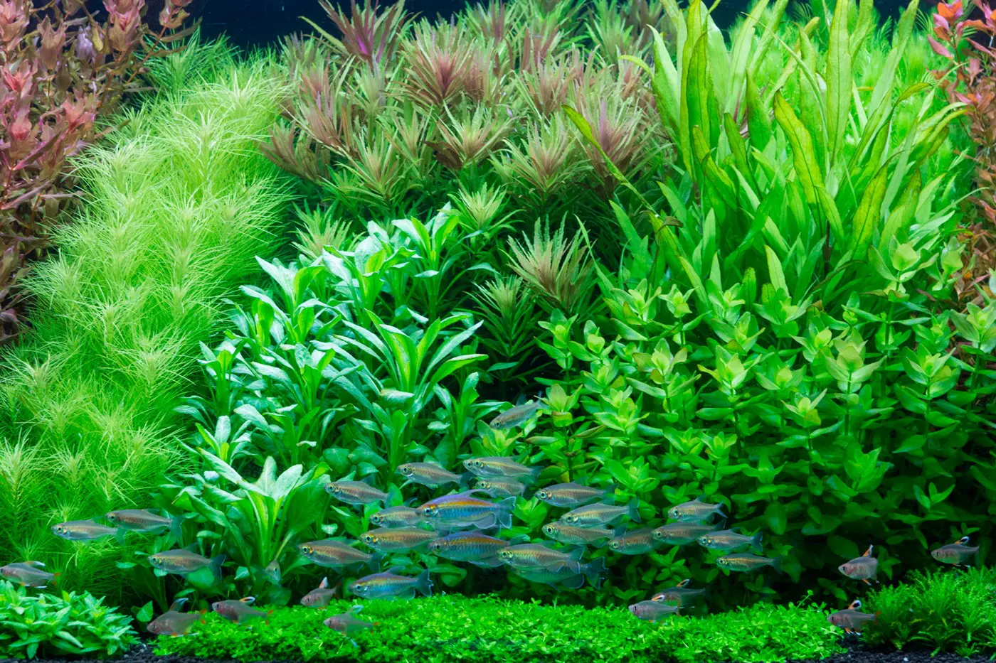 造景 105造景图片 18