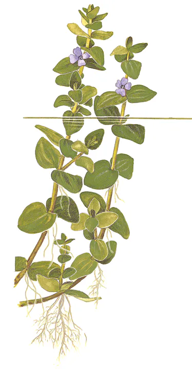 虎耳草