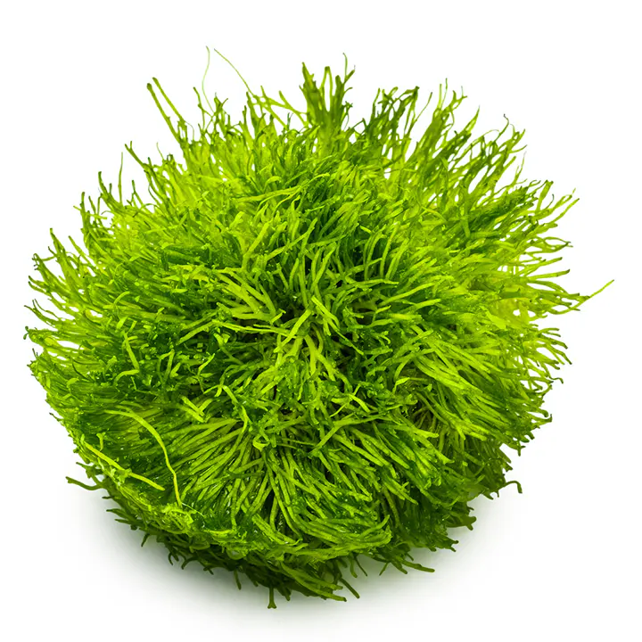 鹿角苔细节图 3