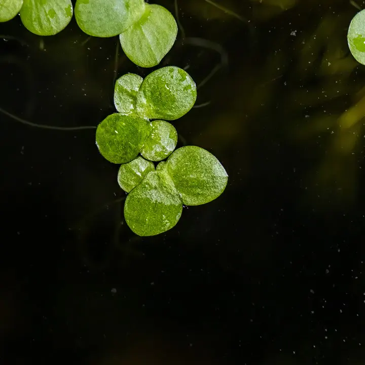 紫萍细节图 4