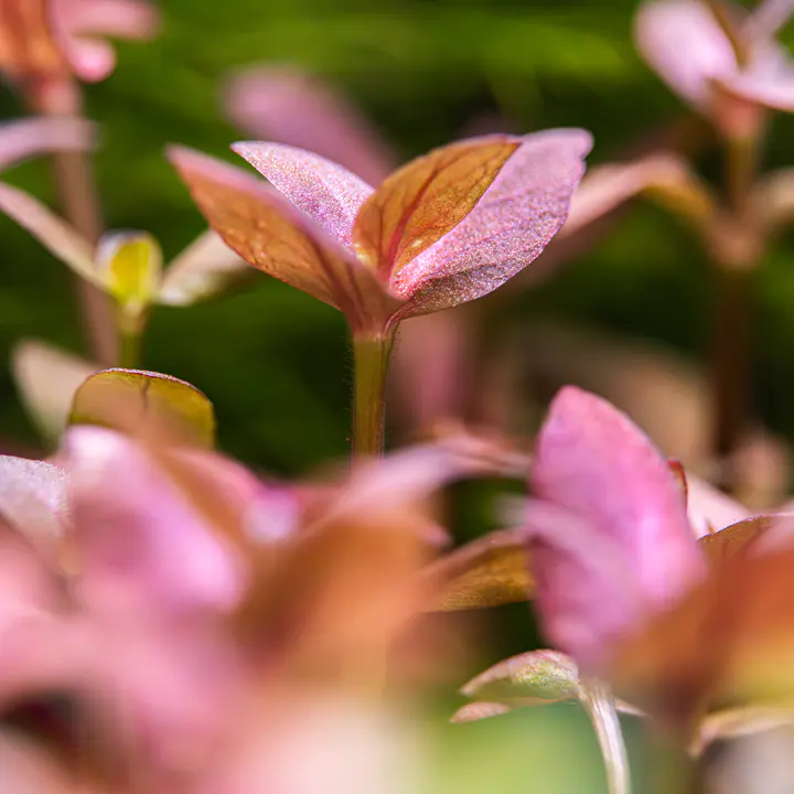 紫虎耳细节图 3