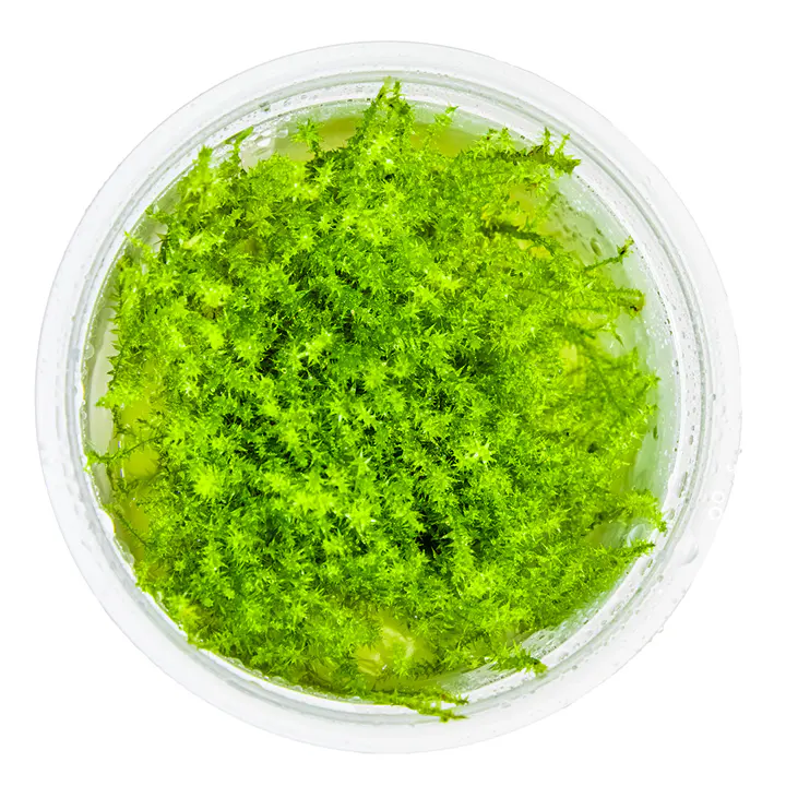柔枝莫丝细节图 2