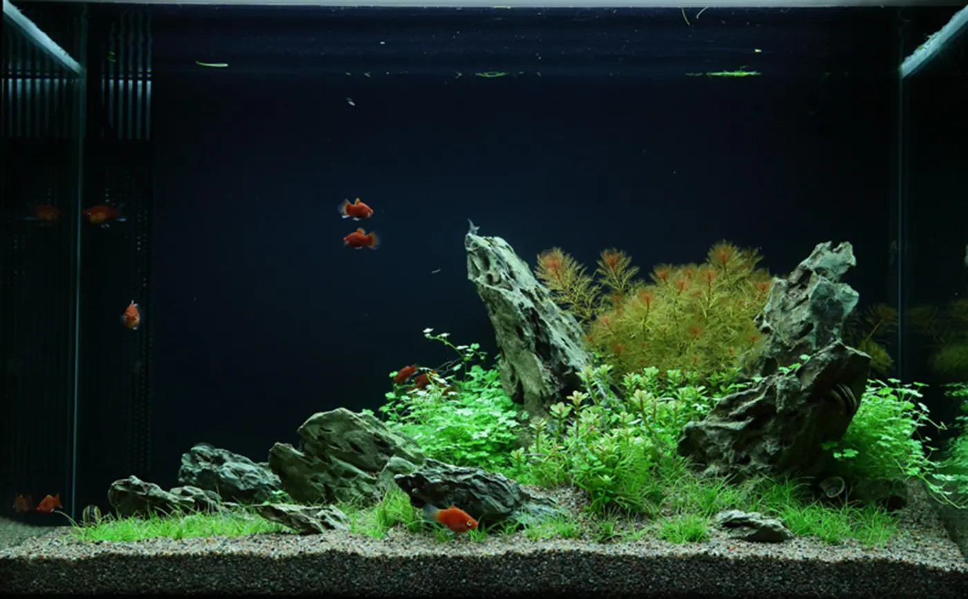 造景 49造景图片 3