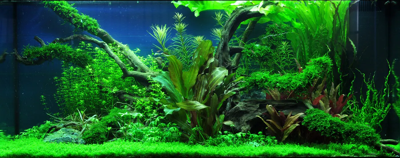 造景 41