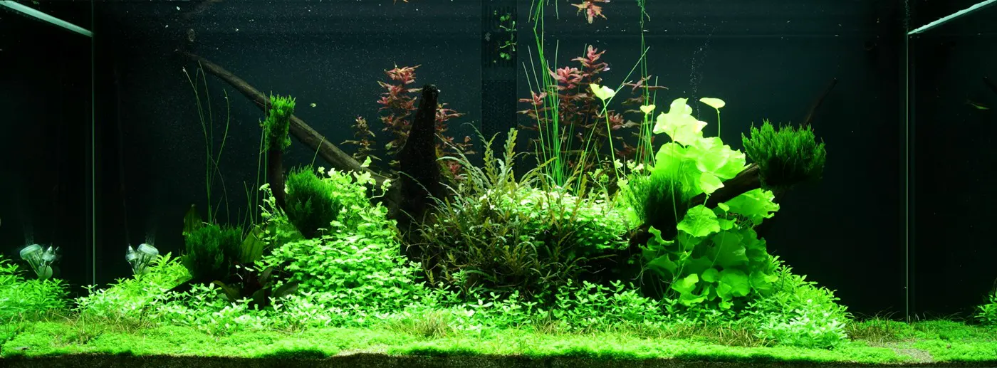 造景 97造景图片 8