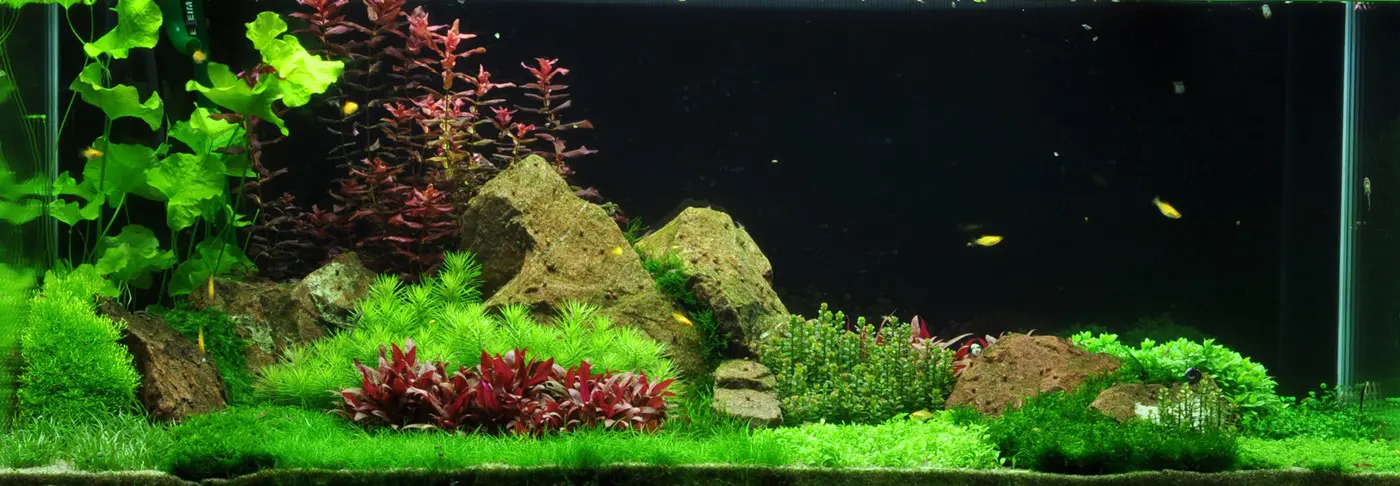 造景 54