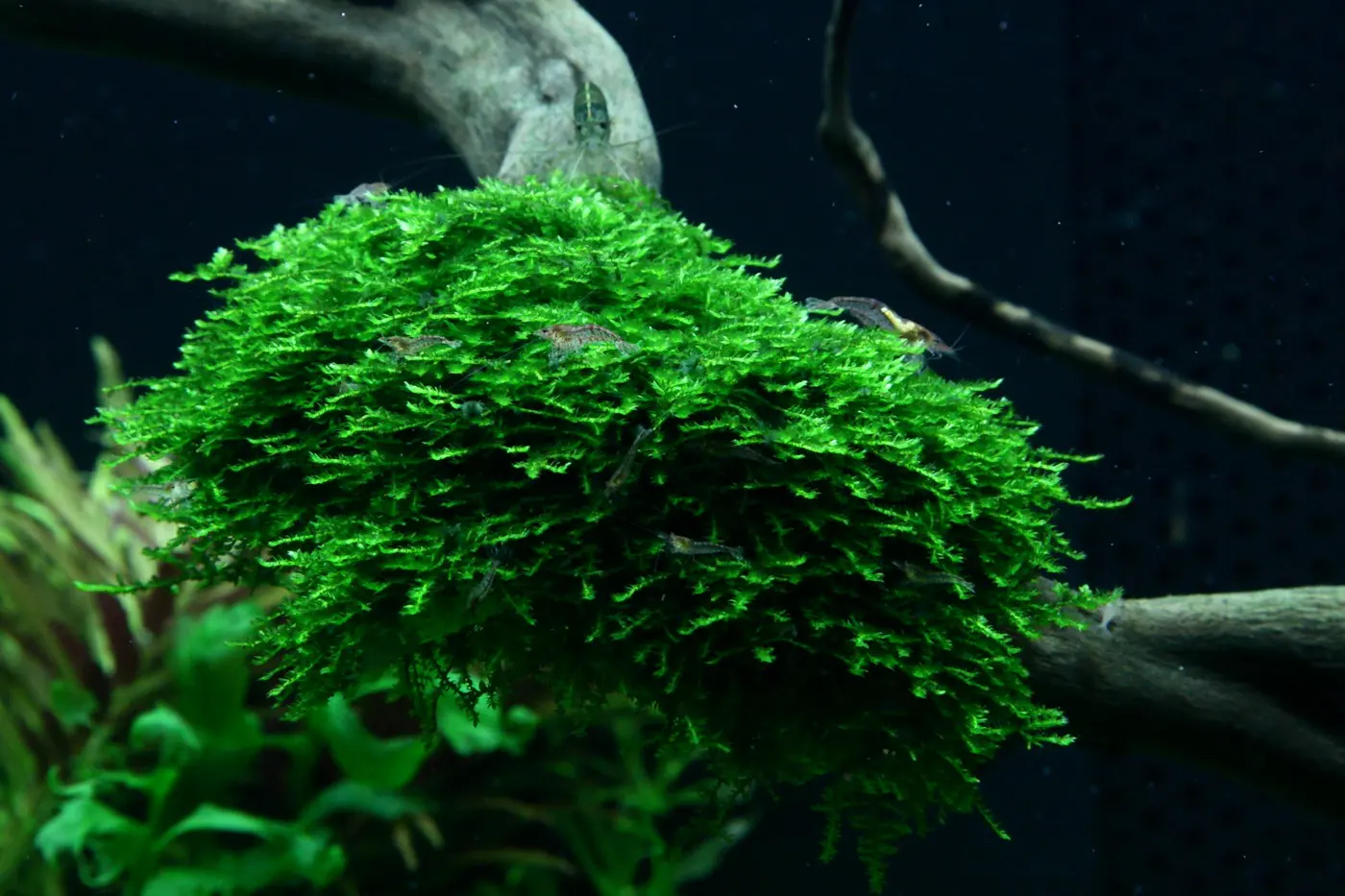 造景 96造景图片 12