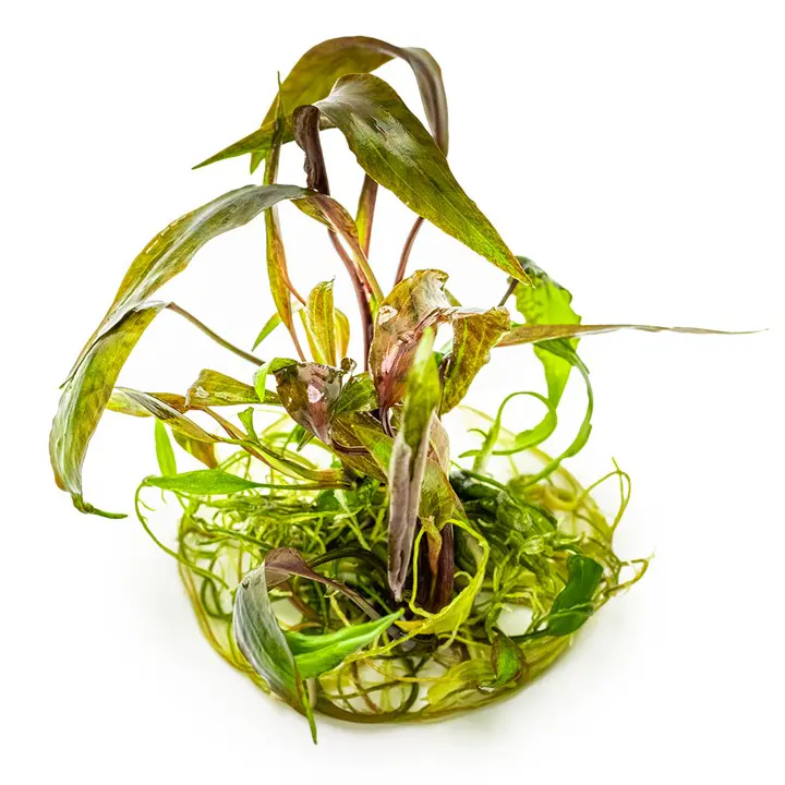 虎斑椒草细节图 3