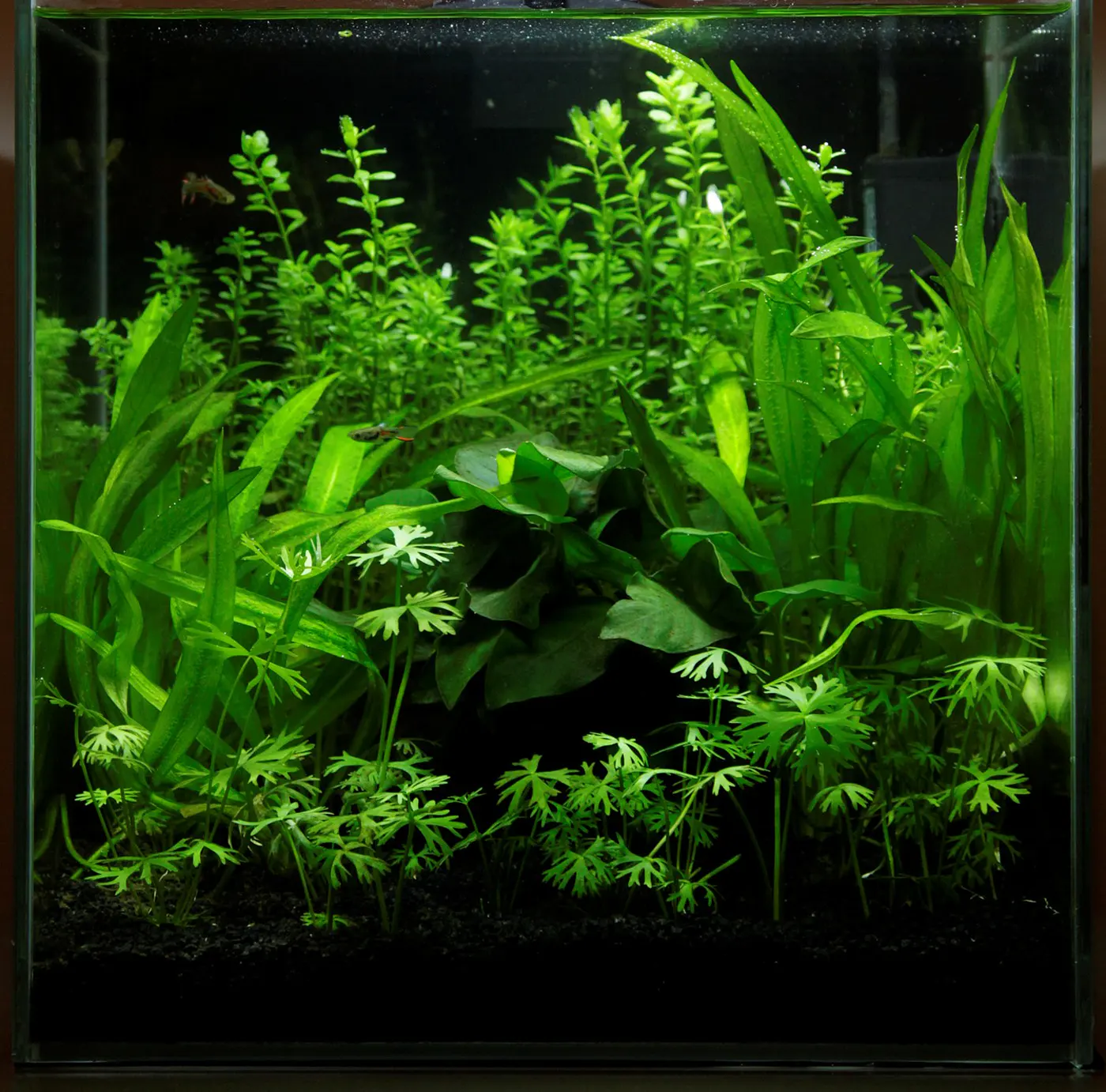 造景 30造景图片 5