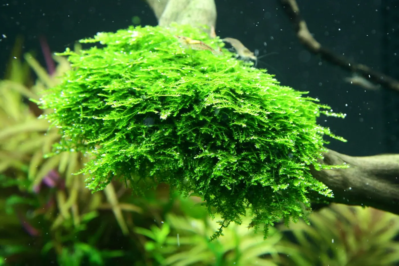造景 96造景图片 9