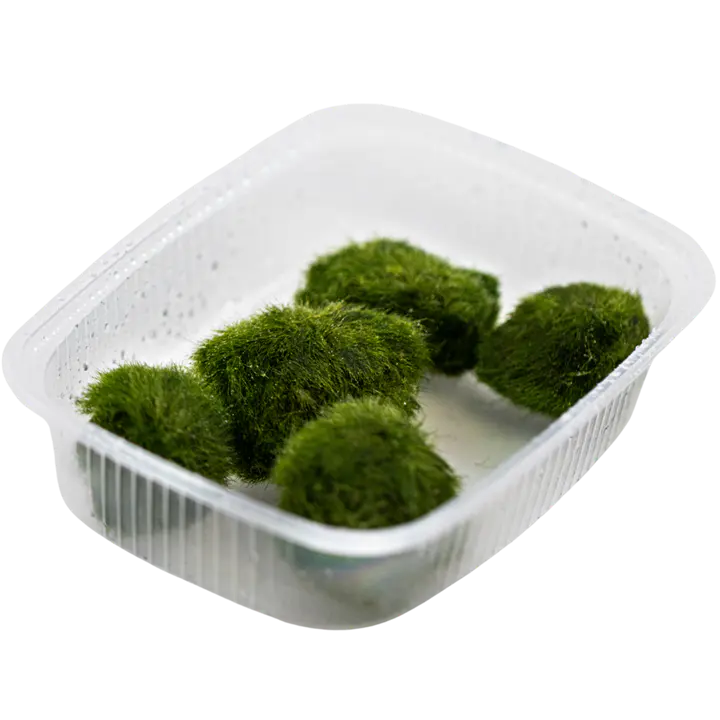 海藻球