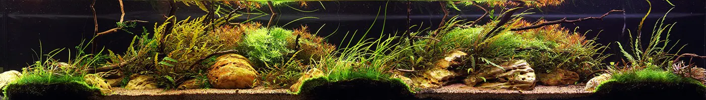 造景 114造景图片 6