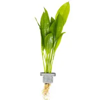 亚马逊皇冠草