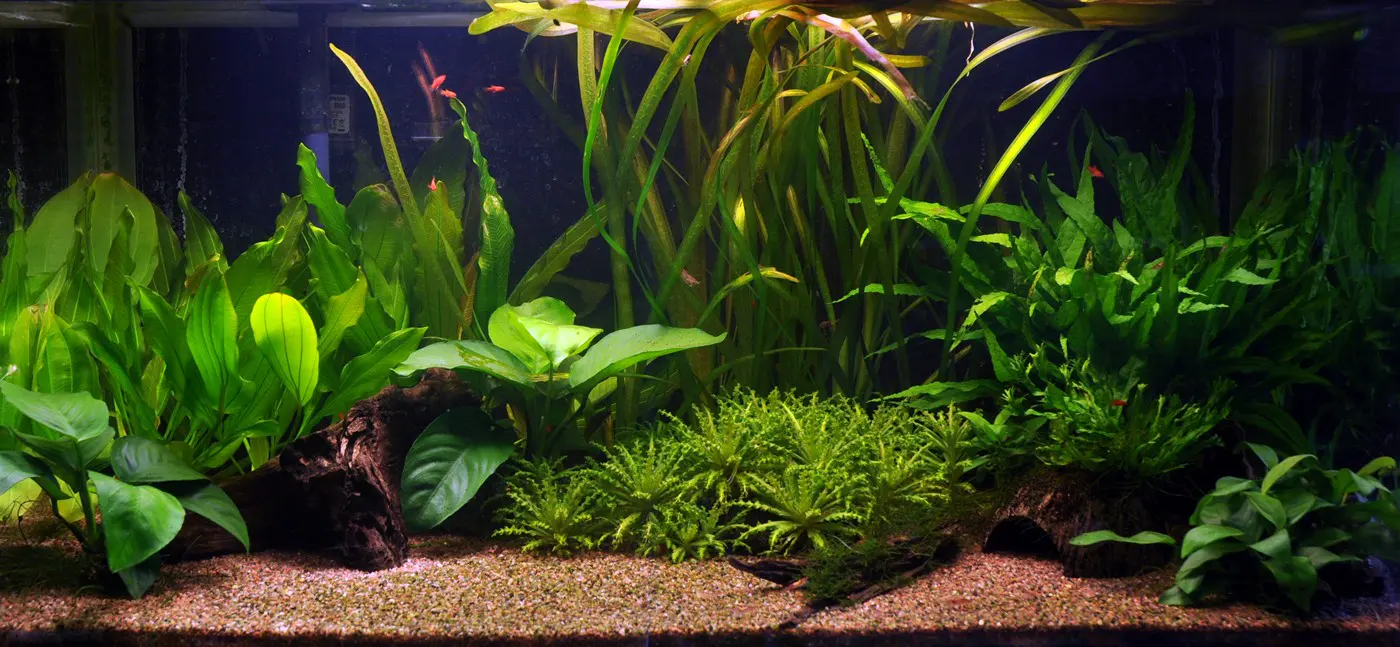 造景 16