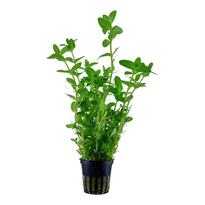 虎耳草细节图 1