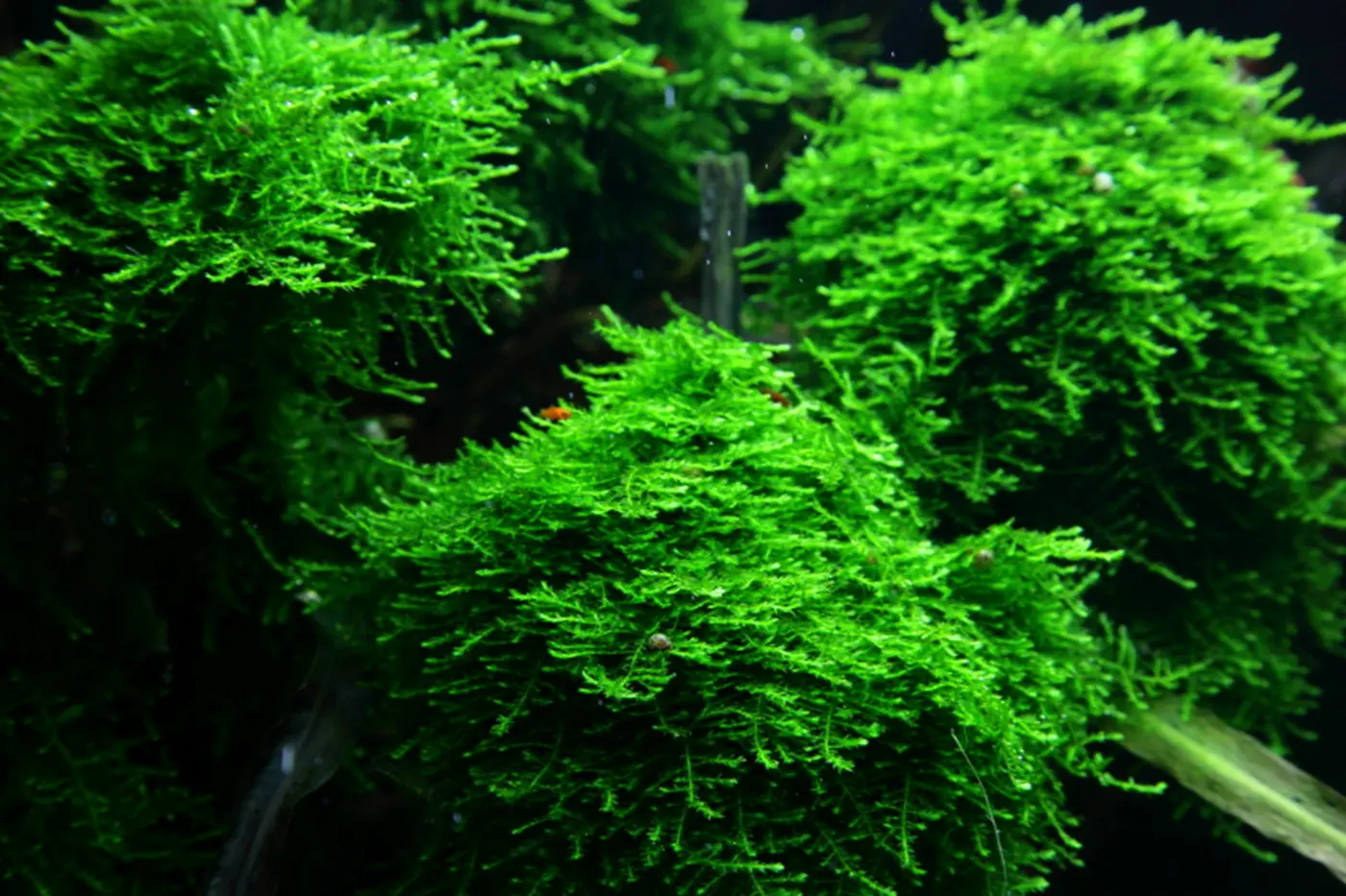 造景 50造景图片 11