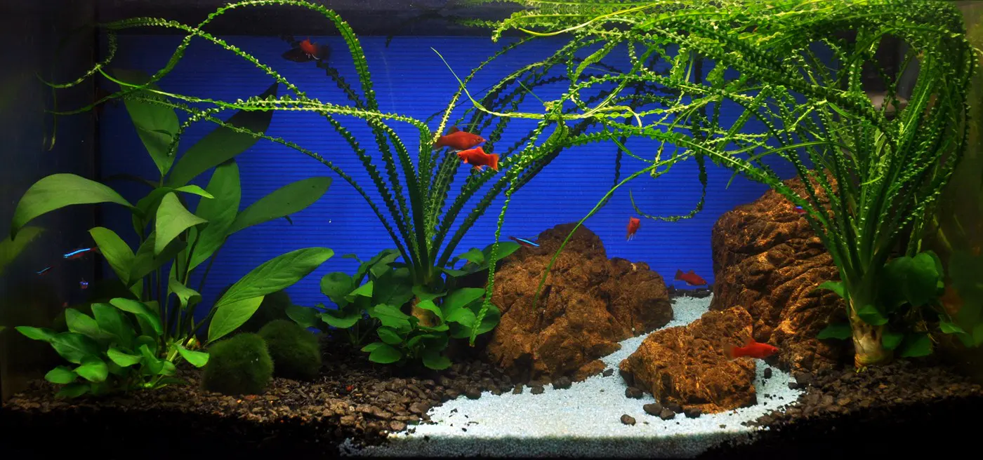 造景 24造景图片 2