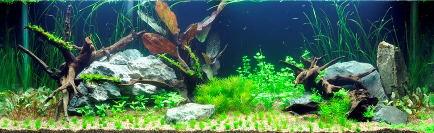 造景 3造景图片 2