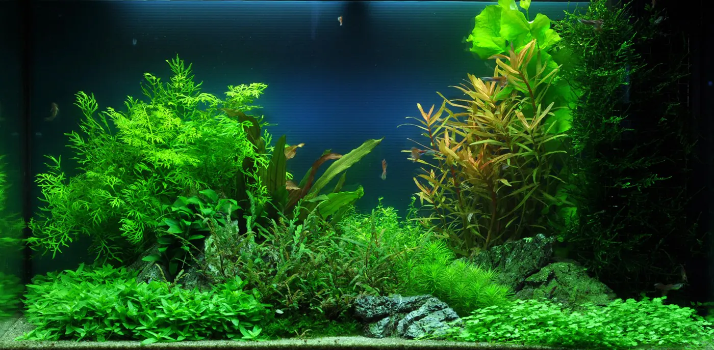 造景 40