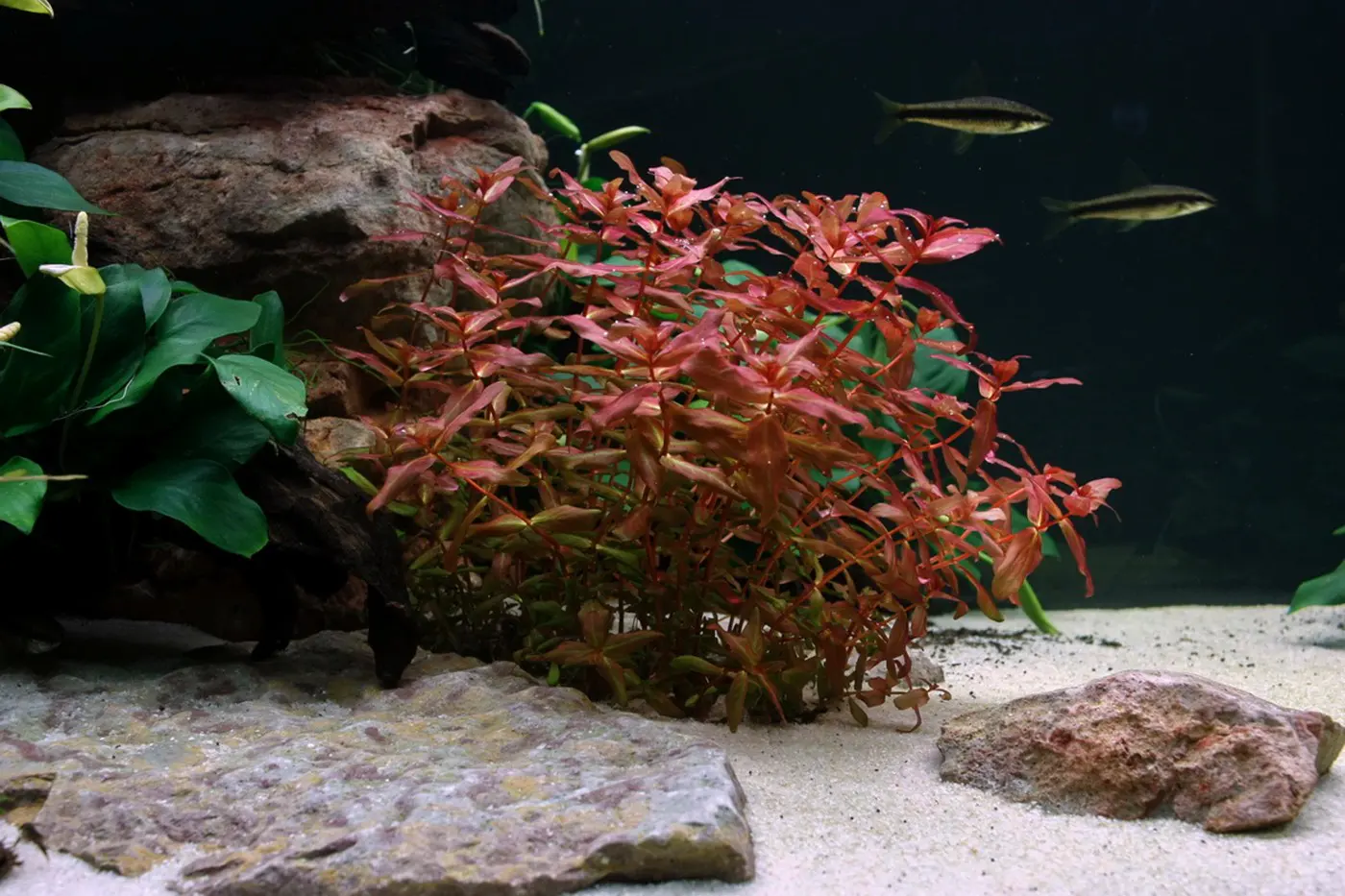 造景 27造景图片 7