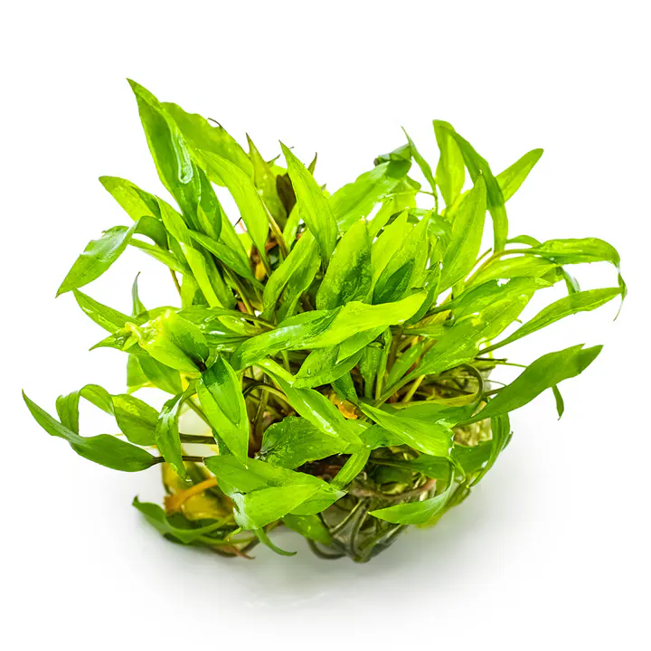 绿温蒂椒草细节图 3
