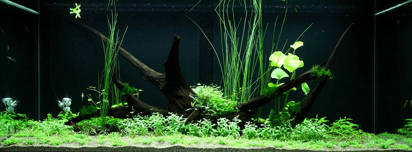 造景 97造景图片 4