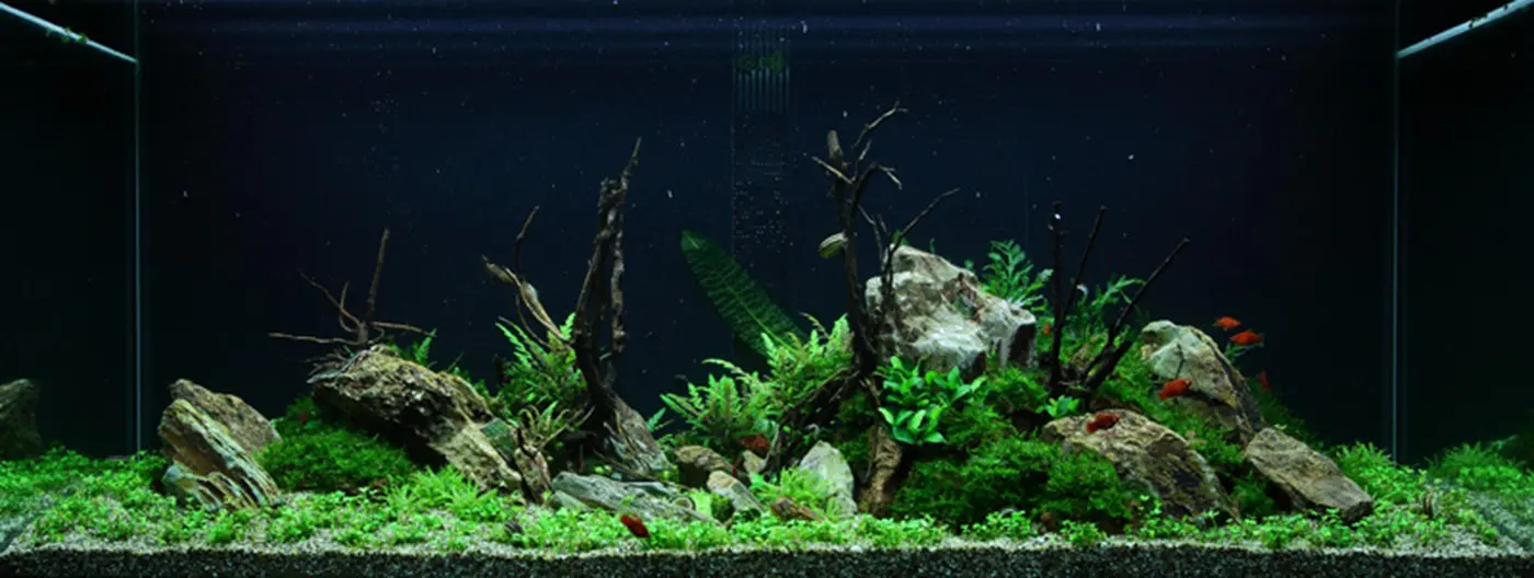 造景 52造景图片 3