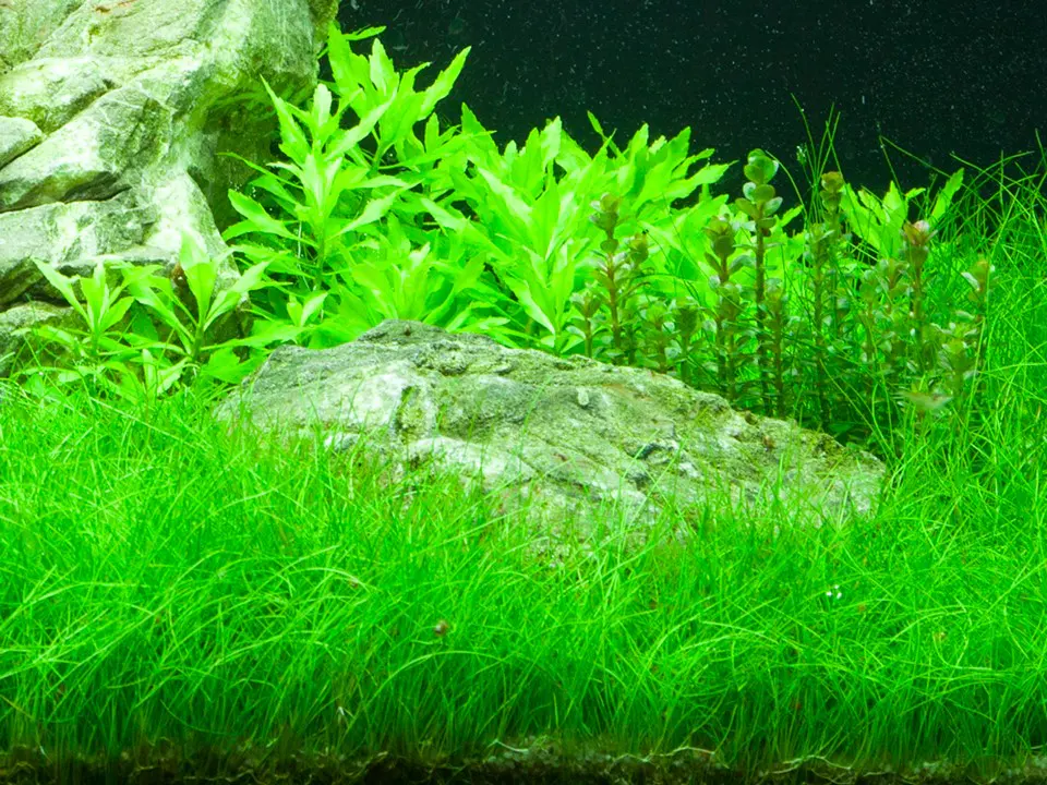 迷你牛毛毡细节图 4