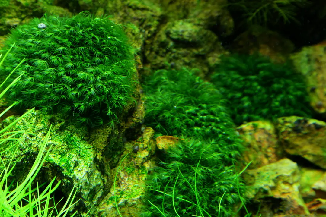 美国凤尾苔细节图 4
