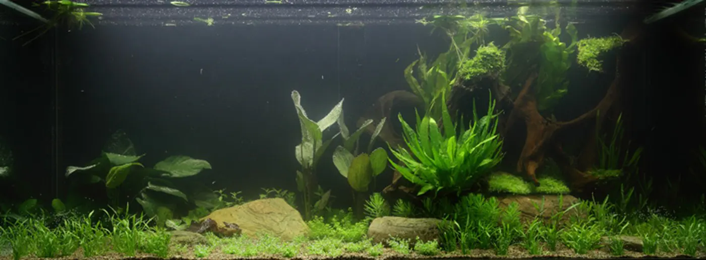 造景 65造景图片 2