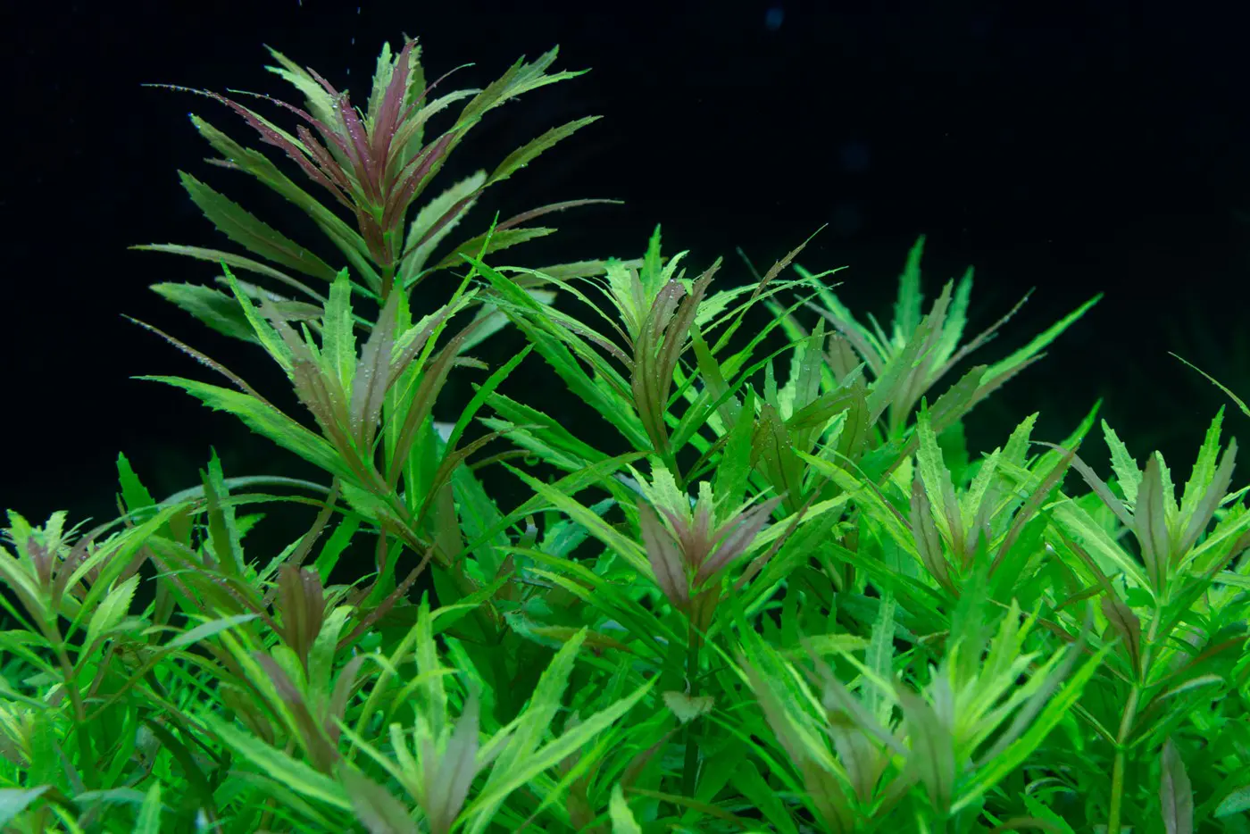造景 105造景图片 25