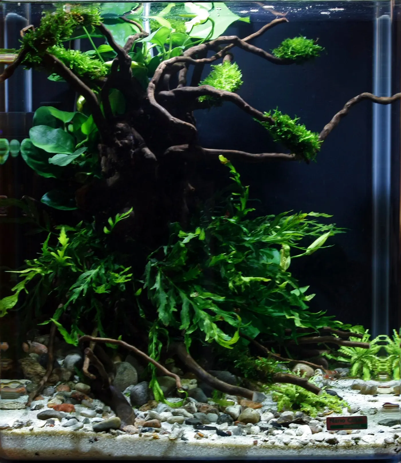 造景 29造景图片 3