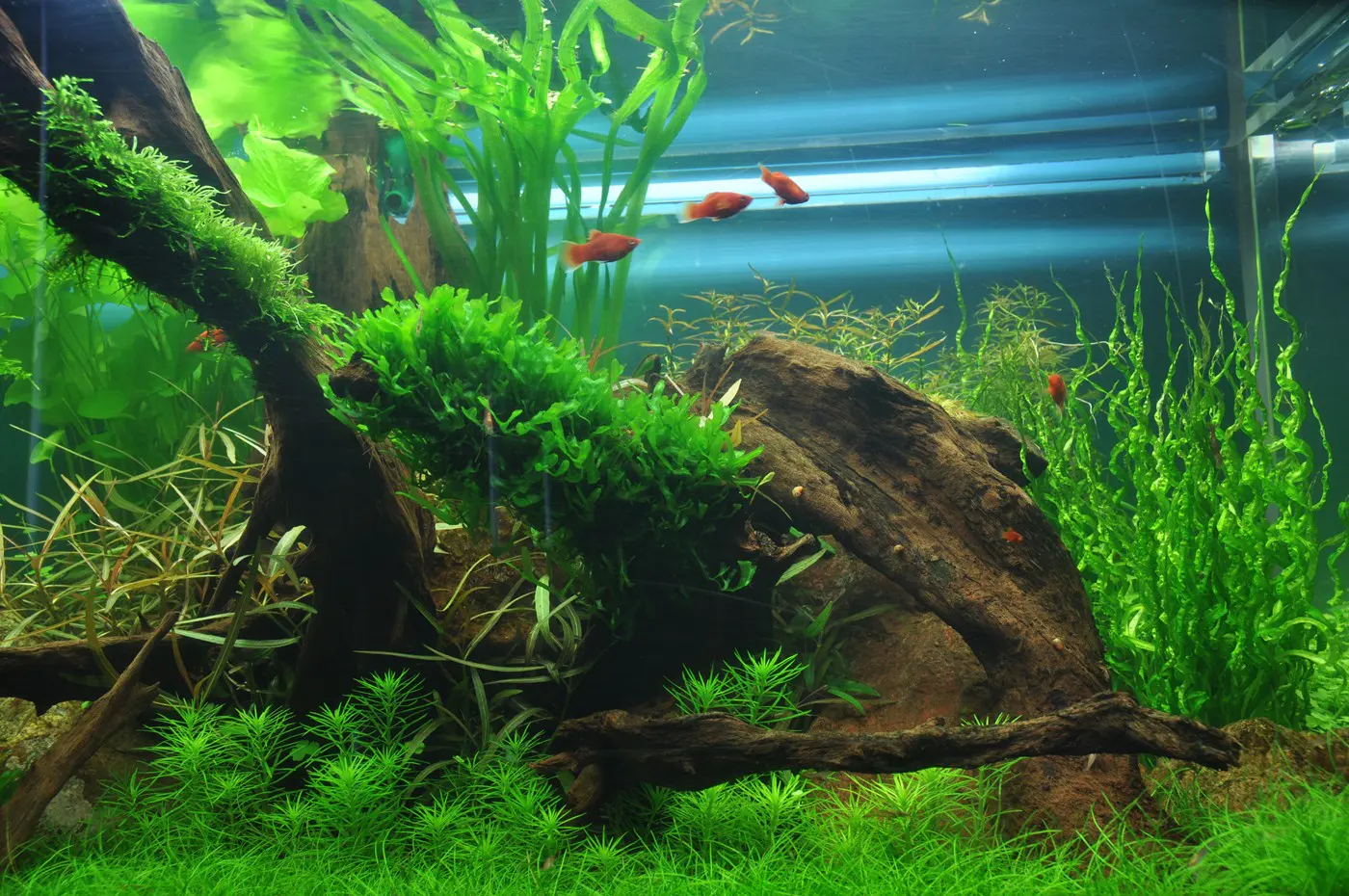 造景 38造景图片 4