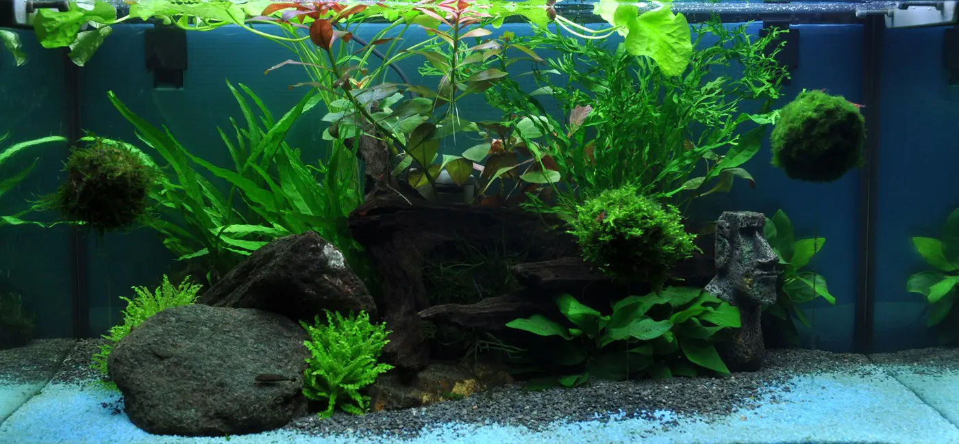 造景 33