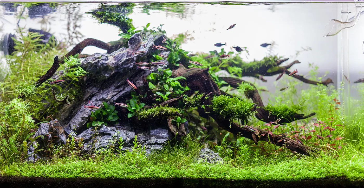 造景 86
