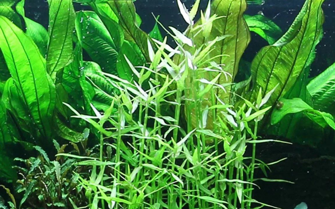 水竹叶细节图 4