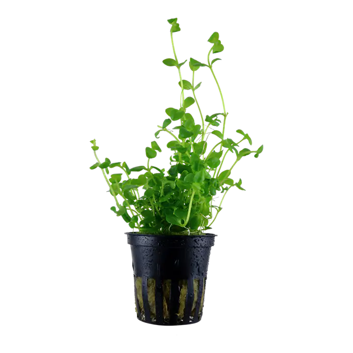 澳洲虎耳细节图 1