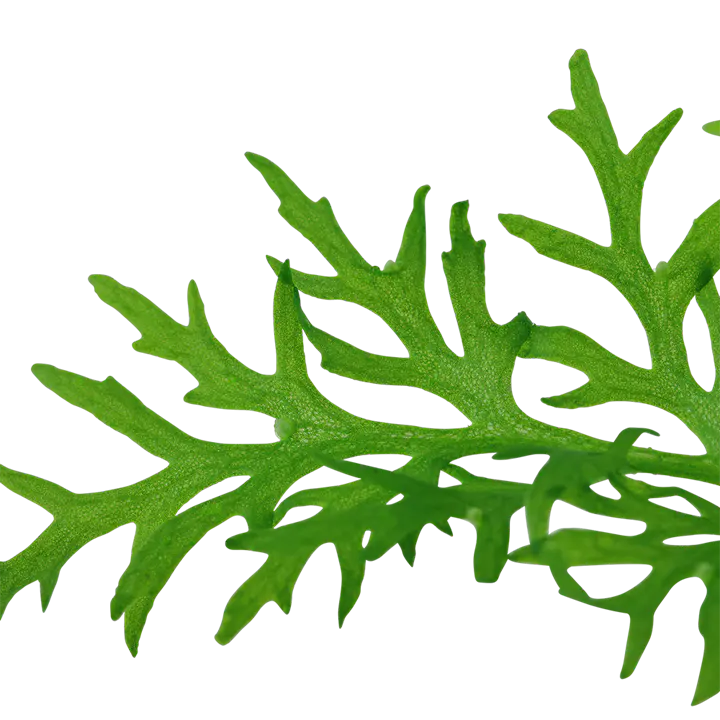 水蕨细节图 2