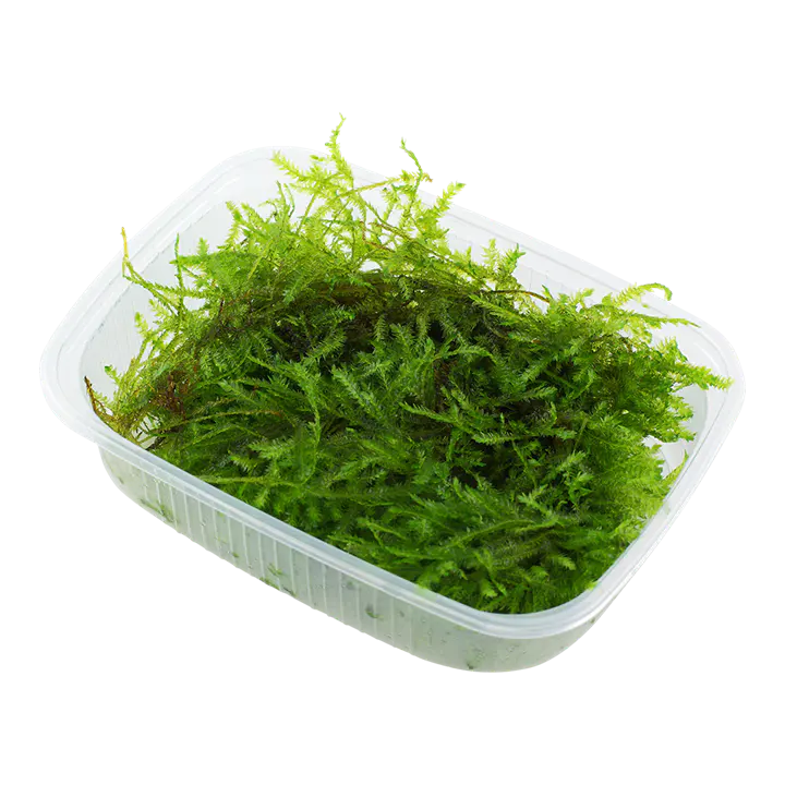 圣诞莫丝细节图 1
