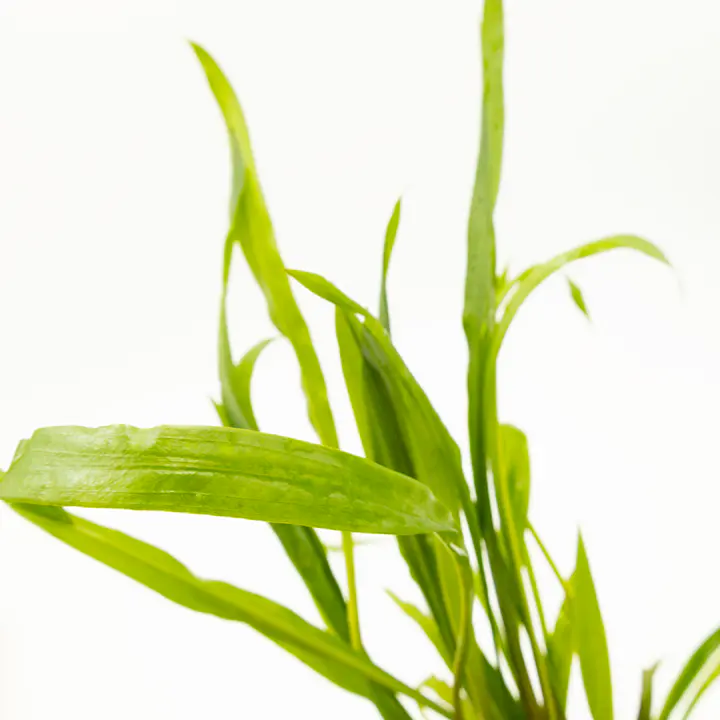 红螺旋椒草细节图 2