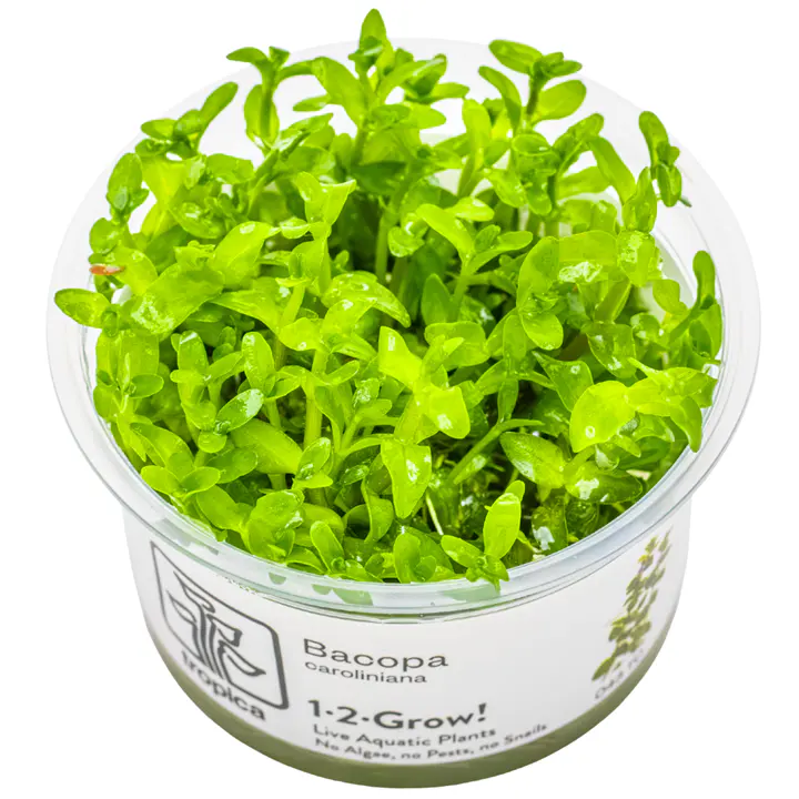 虎耳草细节图 1