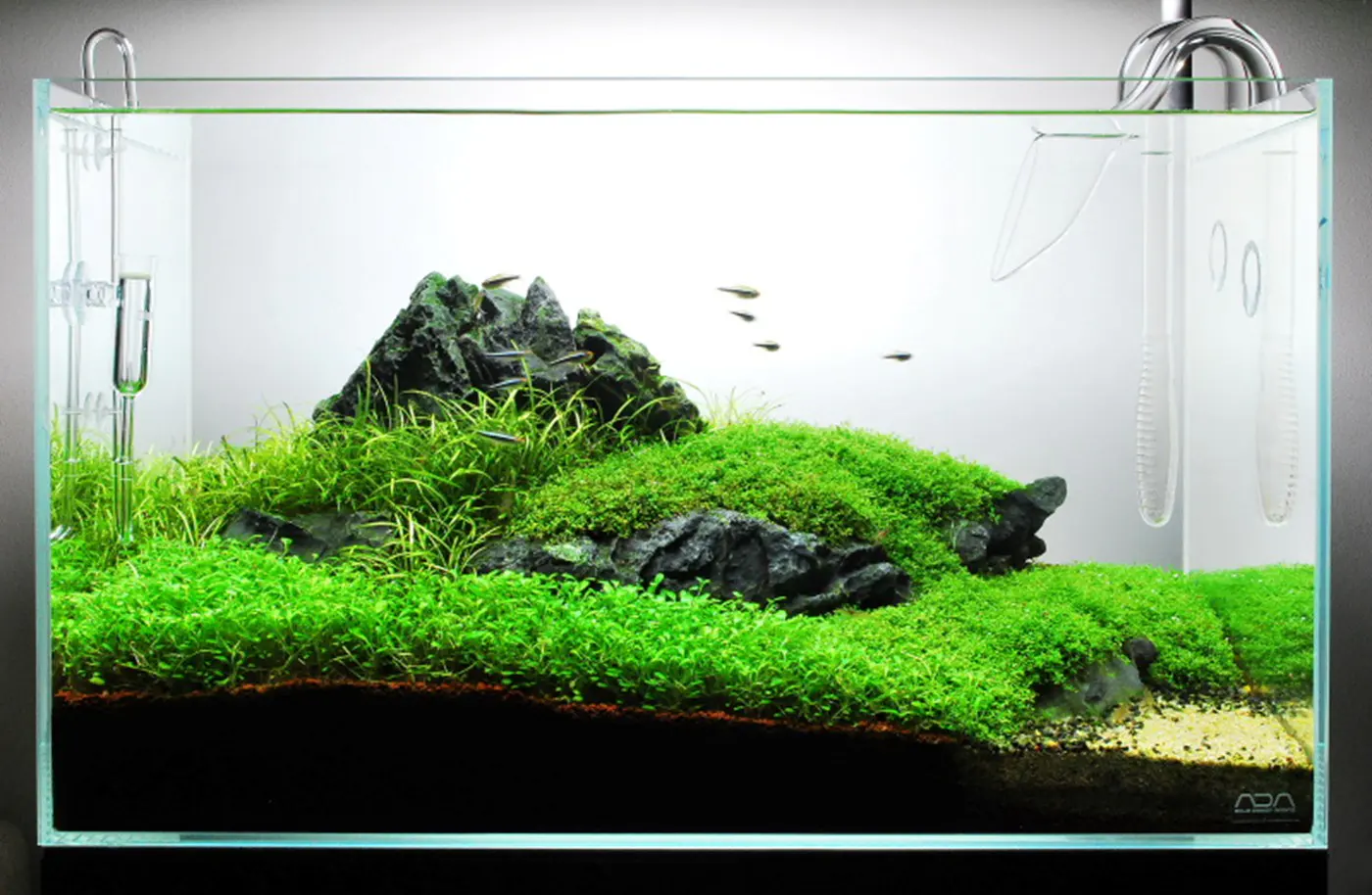 造景 59造景图片 5