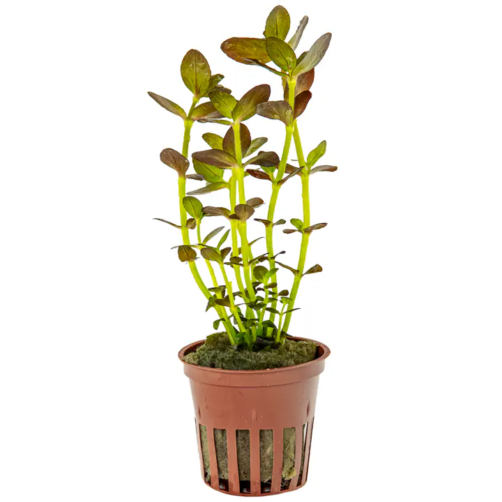 紫虎耳细节图 1