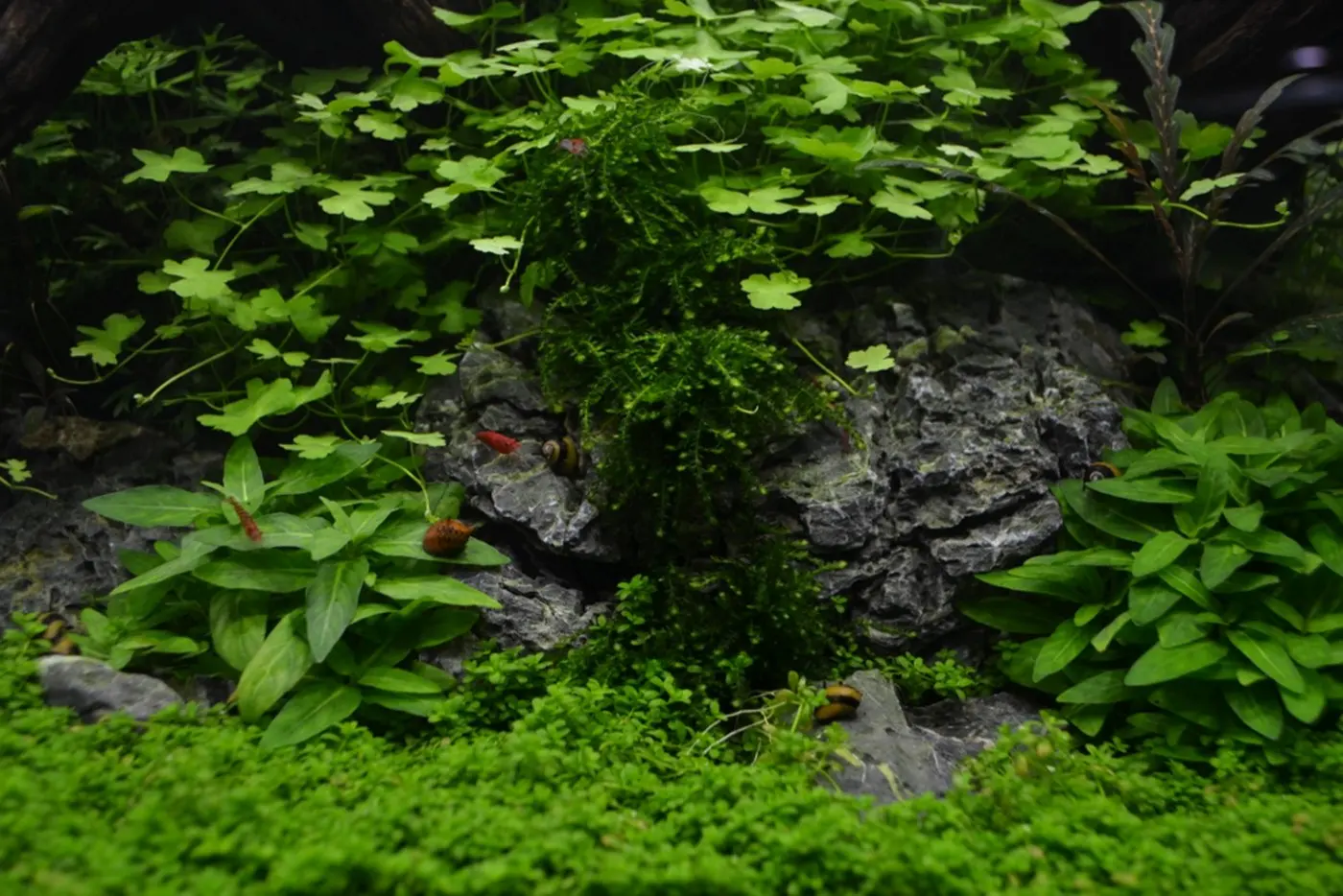 造景 76造景图片 4
