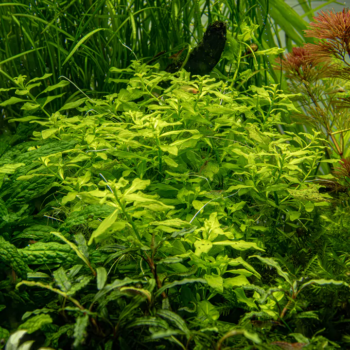 绿丁香细节图 4