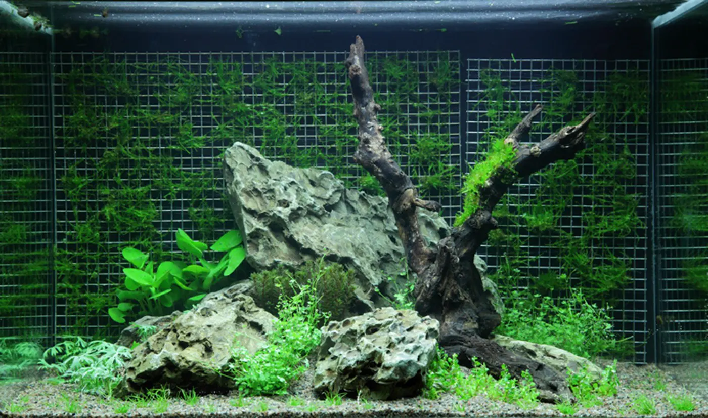 造景 64造景图片 2