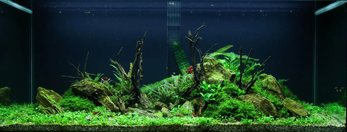 造景 52造景图片 4