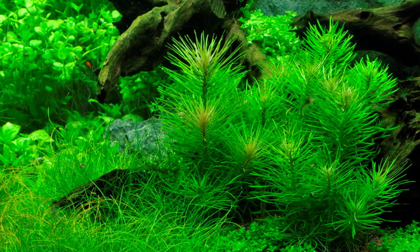 造景 3造景图片 5